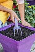Sowing carrots in a tray, step by step