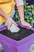 Sowing carrots in a tray, step by step