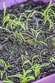 Sowing carrots in a tray, step by step