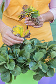 Cleaning a pot-grown strawberry plant: remove damaged leaves.