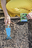 Sowing mesclun in a mini patio garden (square garden), step by step.