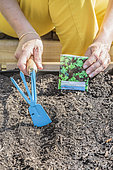 Sowing mesclun in a mini patio garden (square garden), step by step.