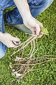 Preparation of dandelions for forcing: shortening of the roots.