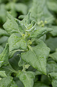 New Zealand spinach (Tetragonia tetragonioides)