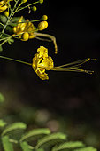 Pride of Barbados (Caesalpinia pulcherrima) yellow flower, Brazil