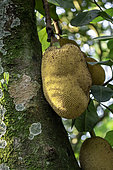 Jackfruit (Artocarpus heterophyllus) on tree, Ilhabela, Sao Paulo State, Brazil