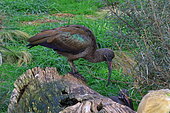 Hadada Ibis (Bostrychia hagedash) on ground, Parc aux oiseaux, Ain, France