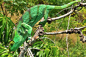 Parson's Chameleon (Calumma parsonii), female on a branch, North and East Madagascar.
