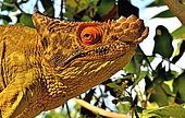 Parson's Chameleon (Calumma parsonii), male on a branch, North and East Madagascar.