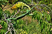 Parson's Chameleon (Calumma parsonii), male and female on a branch, North and East Madagascar.