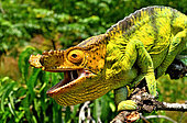 Parson's Chameleon (Calumma parsonii), male on a branch, North and East Madagascar.