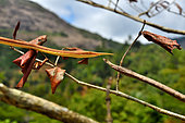 Malagasy leaf-nosed snake (Langaha madagascariensis) pair on a branch, Madagascar