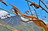 Malagasy leaf-nosed snake (Langaha madagascariensis) pair on a branch, Madagascar