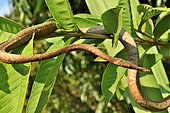 Malagasy leaf-nosed snake (Langaha madagascariensis) femelle on a branch, Madagascar