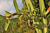 Malagasy leaf-nosed snake (Langaha madagascariensis) femelle on a branch, Madagascar