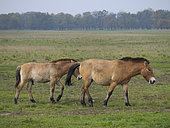 Przewalskis Horse or Takhi (Equus ferus przewalskii) on a free range area in the Hortobagy National Park, which is listed as UNESCO world heritage site. Europe, Eastern Europe, Hungary, April