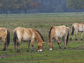 Przewalskis Horse or Takhi (Equus ferus przewalskii) on a free range area in the Hortobagy National Park, which is listed as UNESCO world heritage site. Europe, Eastern Europe, Hungary, April