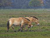 Przewalskis Horse or Takhi (Equus ferus przewalskii) on a free range area in the Hortobagy National Park, which is listed as UNESCO world heritage site. Europe, Eastern Europe, Hungary, April