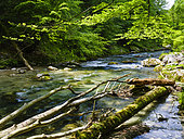 Creek Erlauf in the Nature Park Oetscher-Tormaeuer in the Alps of Lower Austria. Europe, Austria, June