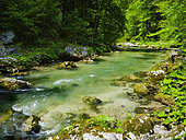 Creek Erlauf in the Nature Park Oetscher-Tormaeuer in the Alps of Lower Austria. Europe, Austria, June