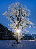 Sycamore (Acer pseudoplatanus) with hoar frost in the valley of river Stillach. The Allgaeu Alps (Allgaeuer Alpen) near Oberstdorf during winter in Bavaria. Europe, Germany, January