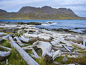 Driftwood from Sibiria. The Strandir in the Westfjords (Vestfirdir) in Iceland during autumn. Europe, Northern Europe, Iceland