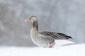 Greylag Goose (Anser anser) during winter, snowfall and in deep snow, Germany. The Greylag Goose is originally a migratory bird, but some local populations tend to be resident for still unknown reasons. It maybe the warmer climate due to climate change, hunting pressure during migration and in the destination areas or increased food supply. . Europe, Central Europe, Germany, February