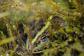Green frog (Pelophylax kl. esculentus) camouflaged at the bottom of a river, Ardèche, France