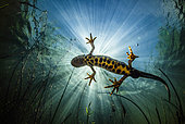 Northern Crested Newt (Triturus cristatus) backlighting in a natural pond, Gard, France