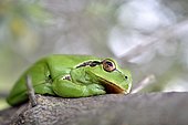 Mediterranean Tree frog (Hyla meridionalis) near a pond, Hérault, France