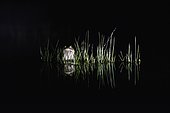 Natterjack toad (Epidalea calamita) in a natural pond, Hérault, France