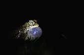 Natterjack toad (Epidalea calamita) singing in a natural pond, Hérault, France