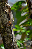 Gecko à queue plate (Uroplatus lineautus) sur un tronc, N.E. Madgascar