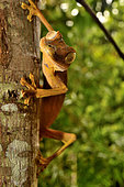 Lined Leaf-tailed Gecko (Uroplatus lineata) on a trunk, N.E. Madagascar
