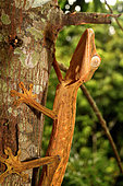 Gecko à queue plate (Uroplatus lineautus) sur un tronc, N.E. Madgascar