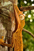Lined Leaf-tailed Gecko (Uroplatus lineata) on a trunk, N.E. Madagascar