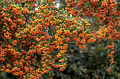 Buisson ardent (Pyracantha coccinea) à fruits orange en automne