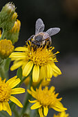 Abeille à miel (Apis mellifera) butinant une fleur d'Inule visqueuse (Dittrichia viscosa), Vaucluse, France