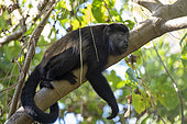 Mantled Howler Monkey (Alouatta palliata) in Charco Verde Reserve on Ometepe Island, Nicaragua