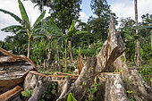 Illegal chainsaw tree cut down in February 2022 of a large tree belonging to the Terminalia family in order to enlarge the deforested area to establish a coffee plantation in the Indio Maiz biological reserve. Nicaragua, San Juan de Nicaragua