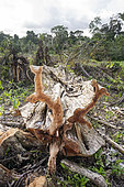Coupe à la tronçonneuse illégale réalisée en février 2022 d'un grand arbre appartenant à la famille des Terminalia afin d'agrandir la zone déforestée pour y établir une plantation de café dans la réserve biologique Indio Maiz, San Juan de Nicaragua, Nicaragua.