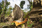 Coupe à la tronçonneuse illégale réalisée en février 2022 d'un grand arbre appartenant à la famille des Terminalia afin d'agrandir la zone déforestée pour y établir une plantation de café dans la réserve biologique Indio Maiz, San Juan de Nicaragua, Nicaragua.