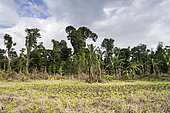 Azuki red bean plantation in an illegally deforested area part of the Indio Maiz Biological Reserve along the Rio Indio River. Nicaragua, San Juan de Nicaragua.