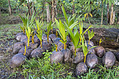 Nicaragua, San Juan de Nicaragua, 2022-02-14. Coconut seedling sprouted in a garden to be replanted along the Rio Indio River.