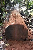Tree cut down to make planks for use as a dwelling in the rainforest, Indio Maiz Biological Reserve, Nicaragua, San Juan de Nicaragua.
