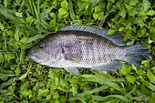 Wolf cichlid (Parachromis dovii) in the grass, sinned by rama in the Rio Indio riverNicaragua, San Juan de Nicaragua.