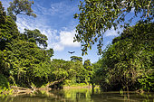 Nicaragua, San Juan de Nicaragua, 2022-02-15. Rainforest and Rio Indio River in the Indio Maiz Biological Reserve.