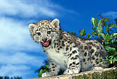 Snow leopard (Panthera uncia) kitten calling