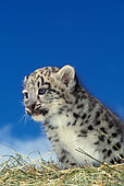 Snow leopard (Panthera uncia) kitten