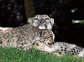 Snow leopard (Panthera uncia) female with kitten